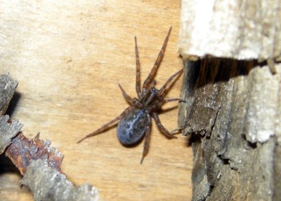 Funnel-Web Spiders - Coras maybe montanus