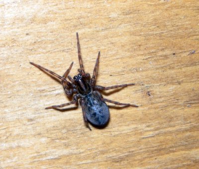 Funnel-Web Spiders - Coras maybe montanus