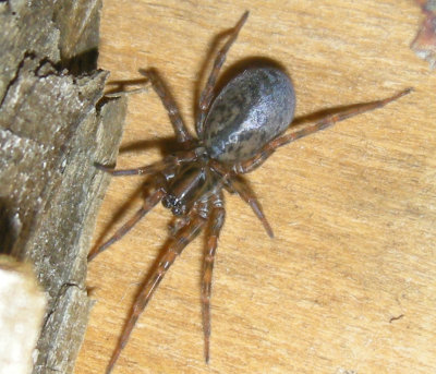 Funnel-Web Spiders - Coras maybe montanus