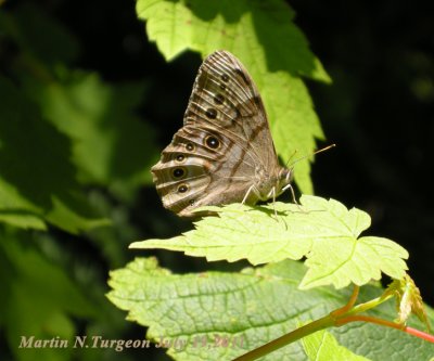 4568.1 Enodia anthedon - Northern Pearly-Eye