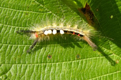 8316a Orgyia leucostigma intermedia