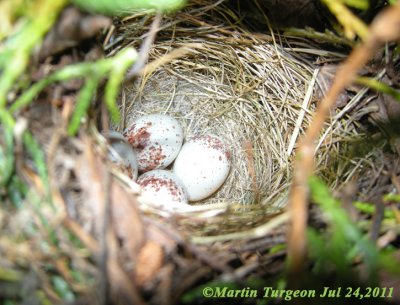 Junco Nest/Nid