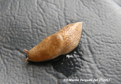 Deroceras reticulatum (gray field slug) a widely introduced European species