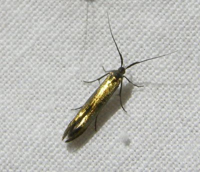 Coleophora spissicornis possibly trifoli