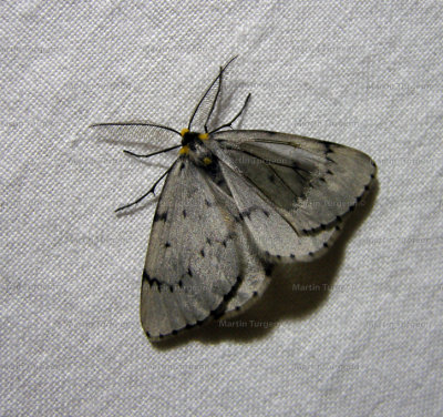 6898 Cingilia catenaria - male