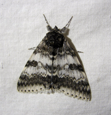 930795 (8803) Catocala relicta- Likenee blanc