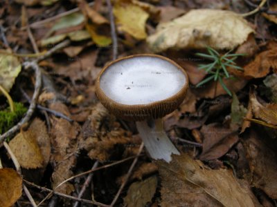 63 Mushroom