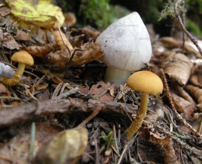 70 Mushroom