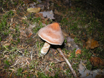 73 Mushroom