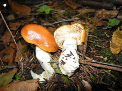 75 Mushroom