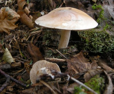 76 Mushroom