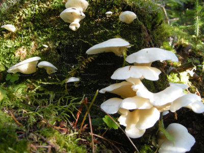 Mushroom 46