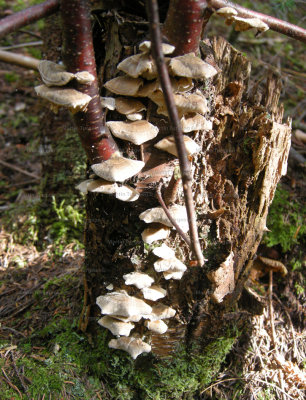 82 Mushroom