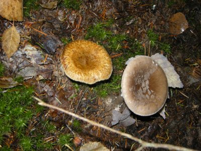 83 Mushroom
