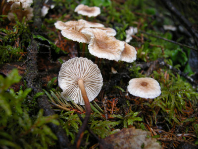 84 Mushroom
