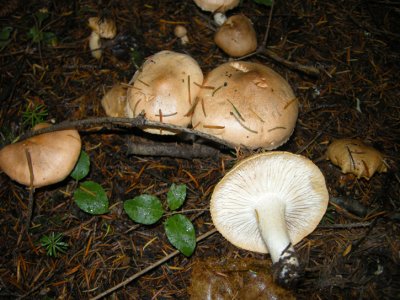 87 Mushroom