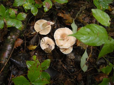 90 Mushroom