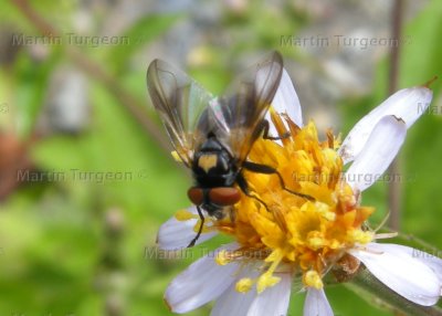 Phasia aurulans- male 
