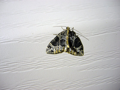 7213 Ecliptopera silaceata