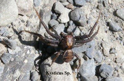 Xysticus Sp