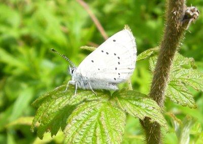 Cupido amyntula-Western tailed-blue