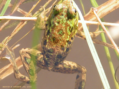 Mink Frog /Grenouille Du Nord-1
