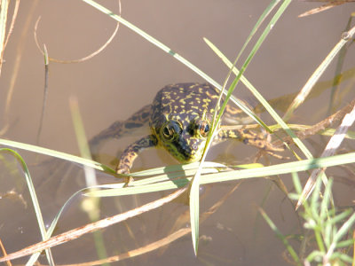 Mink Frog /Grenouille Du Nord-2