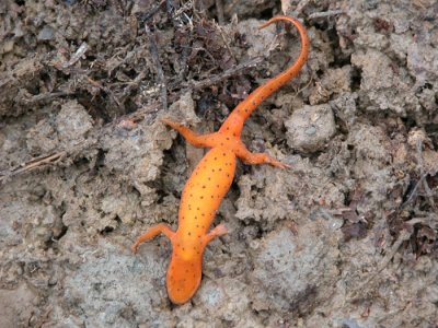 Red Spotted Newt/Triton Vert- Dessous/ Under-2