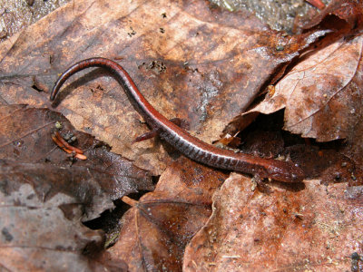 Eastern Red-backed Salamander /Salamandre cendree
