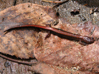 Eastern Red-backed Salamander /Salamandre cendree