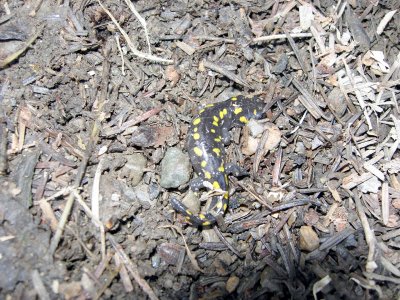 Yellow-Spotted Salamander/Salamandre maculee