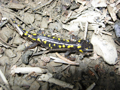Yellow-Spotted Salamander/Salamandre maculee