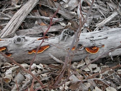 Gloeophyllum sepiarium-Chocolate Lenzites/Polypore des Clotures