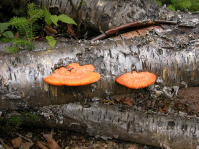 Pycnoporus cinnabarinus-Polypore cinabre/Cinnabar-red Polypore