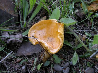 Mushroom 7