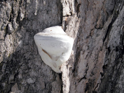 Mushroom maybe Ganoderma applanatum