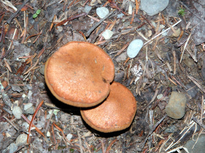 Mushroom 9