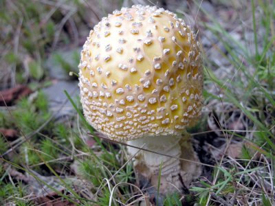 Amanita muscaria-Yellow-orange Fly Agaric/Amanite tue-mouche 2