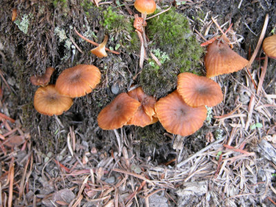 Mushroom (Agaricomycetidees sp Xeromphalina ?)14