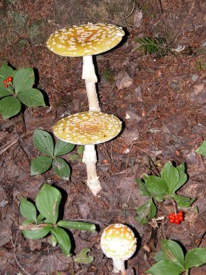 Amanita muscaria-Yellow-orange Fly Agaric/Amanite tue-mouche 4