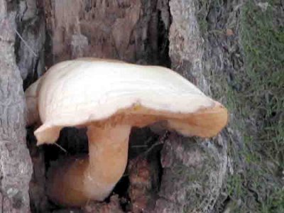 Mushroom 12