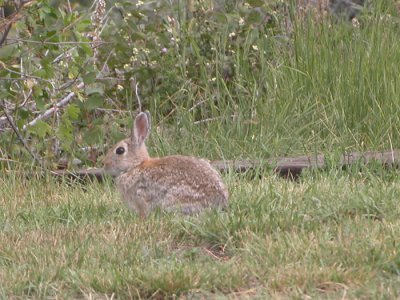 Nuttall's Cottontail (Alberta)