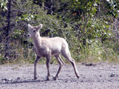 Rocky Mountain Sheep lamb (Alberta)