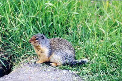 Columbian Ground Squirrel (Alberta)