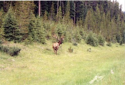 Elk/Wapiti (Alberta)