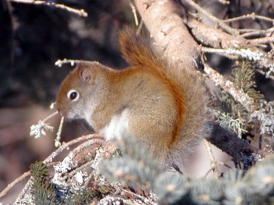 Red Squirrel/Ecureuil roux