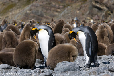 King Penguin - Koningspingun - Aptenodytes patagonicus