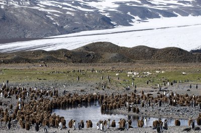 King Penguin - Koningspingun - Aptenodytes patagonicus