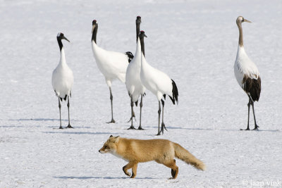 Red-crowned Crane - Japanse Kraanvogel - Grus japonensis