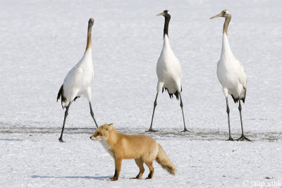 Red-crowned Crane - Japanse Kraanvogel - Grus japonensis